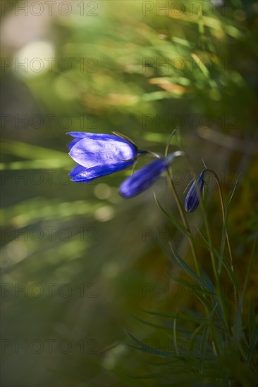 Earleaf bellflower (Campanula cochleariifolia) blooming in the mountains at Hochalpenstrasse,