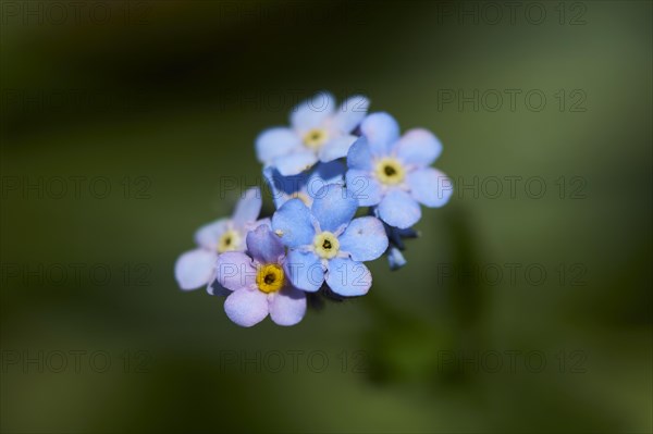 Wood forget-me-not (Myosotis sylvatica) blooming in the mountains at Hochalpenstrasse, Pinzgau,