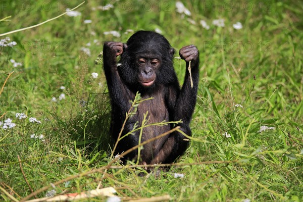 Bonobo, bonobo (Pan Paniscus), young animal, feeding, sitting, meadow, Great ape, Primate,