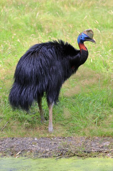 Northern cassowary (Casuarius unappendiculatus), adult, foraging, captive, Papua New Guinea,