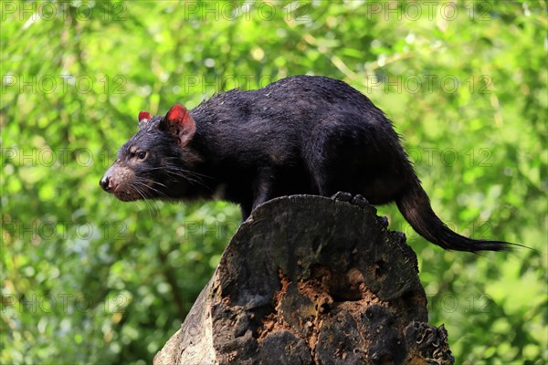 Tasmanian devil (Sarcophilus harrisii), adult, vigilant, on tree trunk, captive, Tasmania,