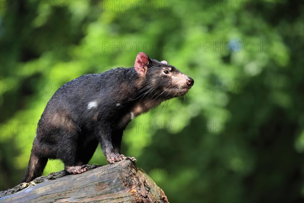 Tasmanian devil (Sarcophilus harrisii), adult, vigilant, on tree trunk, captive, Tasmania,