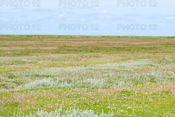 Salt marshes with many Sea thrift (Armeria maritima), also known as Lady's Cushion, Flower of the