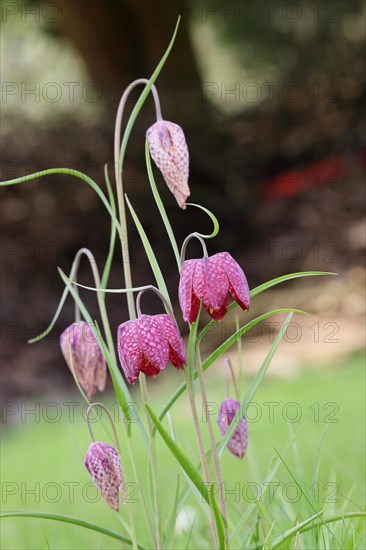 Snake's Head Fritillary (Fritillaria meleagris), flowers in a meadow, inflorescence, early bloomer,
