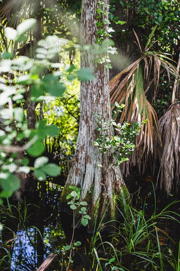 Kirby Storter Roadside Park, Tamiami Trail East, Ochopee, Everglades, Florida, USA, North America