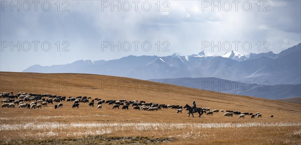 Nomadic life on a plateau, shepherd on horse, flock of sheep, dramatic high mountains, Tian Shan