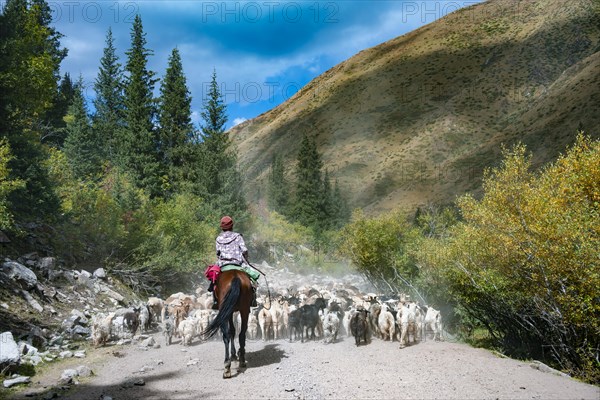 Riders driving a large flock of sheep on the road, Karkyra valley, Tuep rayon, Kyrgyzstan, Asia