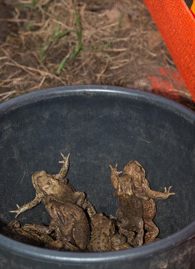 Common toads (Bufo Bufo), males, females, pairs in amplexus and single animals in a bucket next to