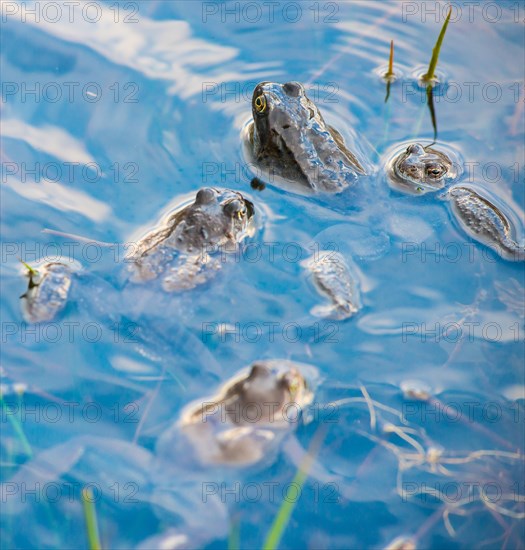 Common frog (Rana temporaria), amphibian of the year 2018, several animals swimming in a pond with