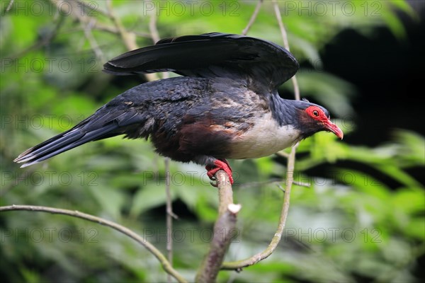 Papuan mountain pigeon (Gymnophaps albertisii), naked-eyed pigeon, Papua mountain pigeon, adult,