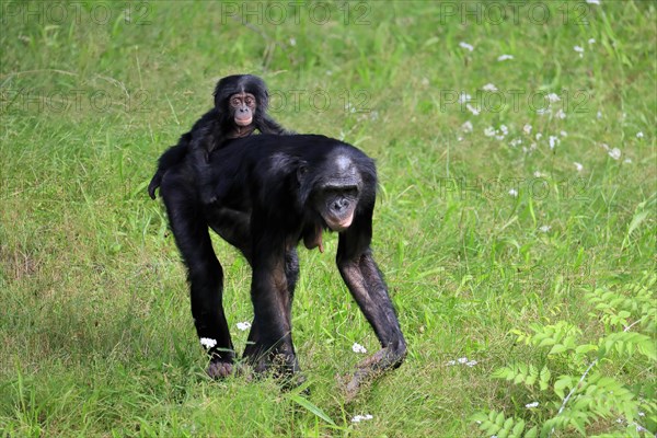 Bonobo, bonobo (Pan Paniscus), female, adult, young animal, foraging, Great ape, Primate,