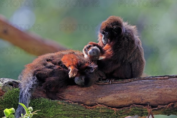 Coppery titi (Plecturocebus cupreus), adult, female, young animal, grooming, on tree, three