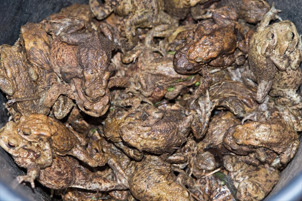 Crowded Common toads (Bufo Bufo), males, females, pairs in amplexus and single animals in a bucket