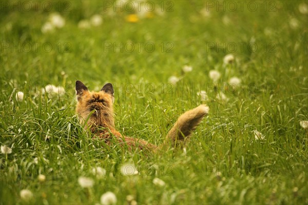 Fox (Vulpes vulpes) looking for fawns (Capreolus capreolus) in tall grass with faded common