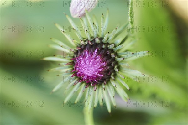 Alpine thistle (Carduus defloratus) blooming in the mountains at Hochalpenstrasse, Pinzgau,