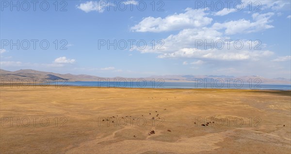 Herd of horses, Aerial view, Vast empty landscape at the mountain lake Song Kul in autumn, Moldo