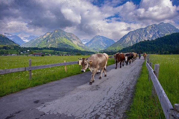 Cows are driven from the pasture into the barn in the evening, Loretto Wiesen, near Oberstdorf,
