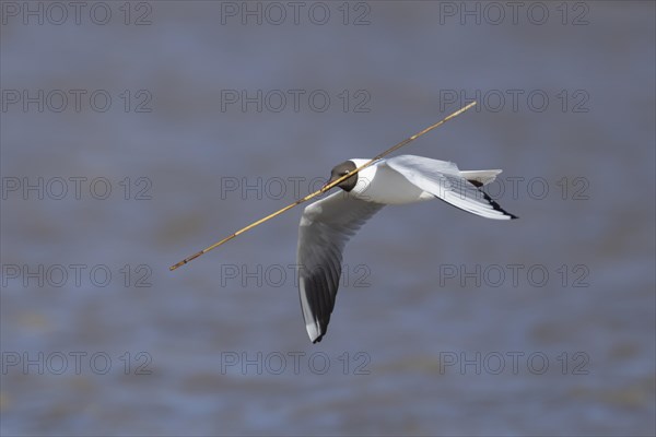 Black headed gull (Chroicocephalus ridibundus) adult bird in flight carrying nesting material in