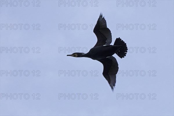 Cormorant in flight (Phalacrocorax carbo), Geltinger Birch, Goldhoeft, Nieby, Schlei,