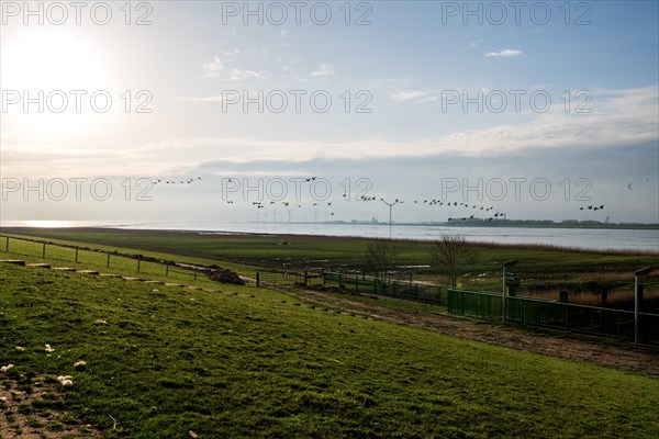 Flock of birds over the Ems, view from the Ems dyke in Pogum to the right bank of the Ems towards