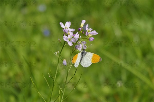 Orange tip butterfly, Spring, Germany, Europe
