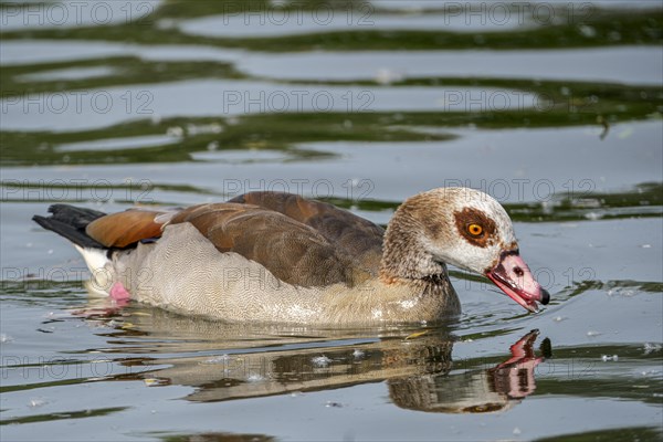 Egyptian geese (Alopochen aegyptiaca) in the River Main, Offenbach am Main, Hesse, Germany, Europe