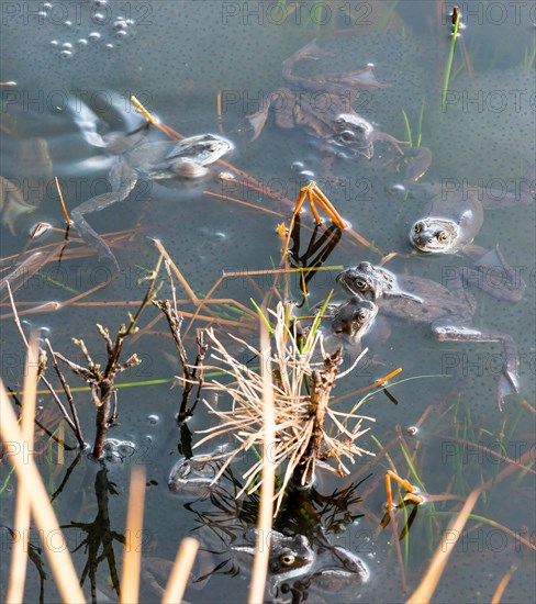 Common frog (Rana temporaria), amphibian of the year 2018, several frogs swimming in a pond with