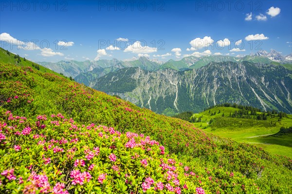 Alpine rose blossom, panorama from Fellhorn, behind it the Allgaeu Alps, Allgaeu, Bavaria, Germany,