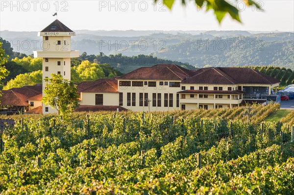 Bento Golcalves, Brasil, April 07, 2017: Luxury Winery, Vineyard of grapes in the Vale dos Vinhedos