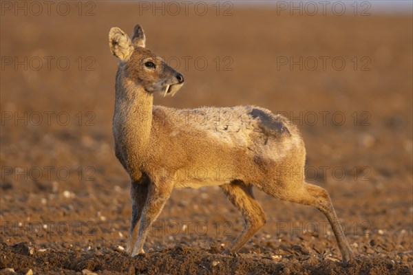 Chinese water deer (Hydropotes inermis) adult animal standing in a ploughed farmland field,