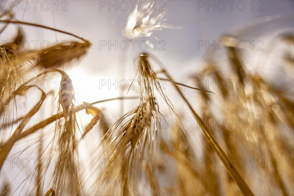 Golden, light-flooded barley field with breaking sunbeams and dramatic clouds in the sky from a