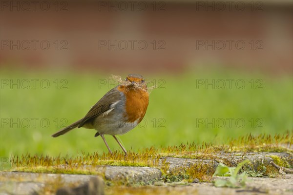 European robin (Erithacus rubecula) adult bird with nesting material in its beak on a garden patio,