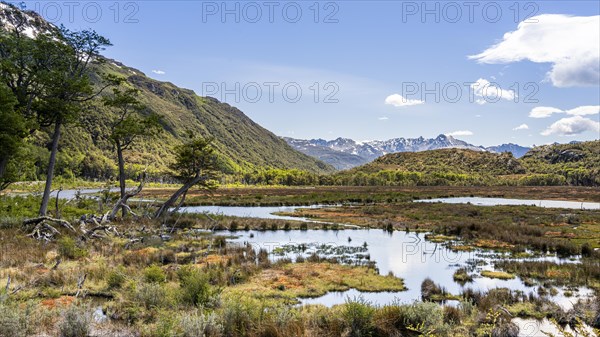 Wetland flooded by beavers, Routa Y-85, Timaukel, Tierra del Fuego, Magallanes and Chilean
