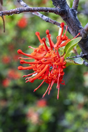 Chilean fire bush (Embothrium coccineum), blooming in Torres del Paine, Hike to Ferrier lookout,