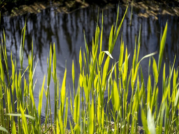 Grasses at a ditch at the natural beach Hilgenriedersiel at the North Sea coast in East Frisia,