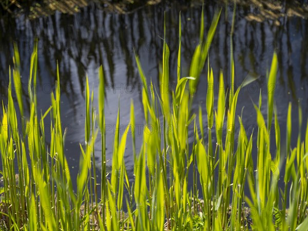 Grasses at a ditch at the natural beach Hilgenriedersiel at the North Sea coast in East Frisia,