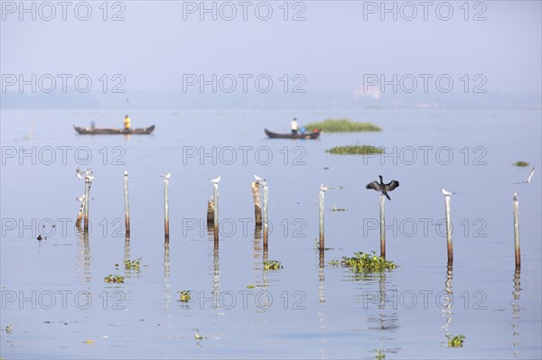 Great Cormorant (Phalacrocorax carbo) and Whiskered Terns (Chlidonias hybrida) perched on poles in
