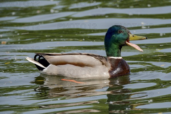 Male Mallard (Anas platyrhynchos) with open beak on the River Main, Offenbach am Main, Hesse,