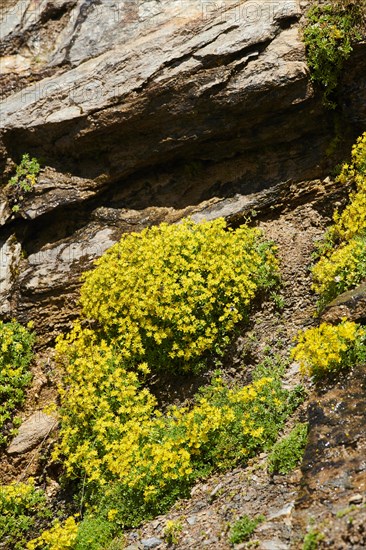 Yellow mountain saxifrage (Saxifraga aizoides) blooming in the mountains at Hochalpenstrasse,