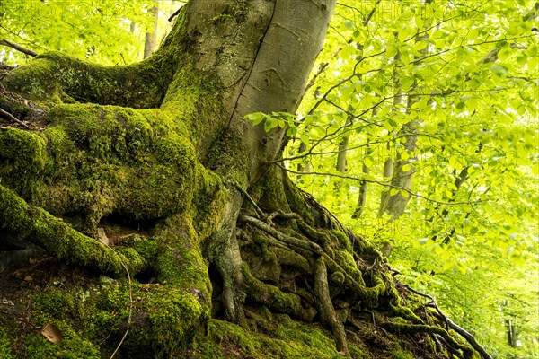 Trunk and root system of a Beech in a mixed forest. Neckargemuend, Kleiner Odenwald,