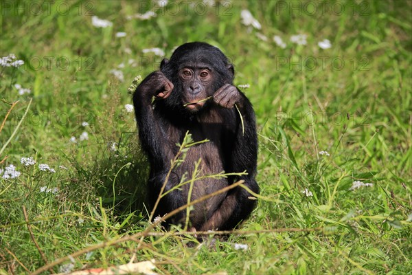 Bonobo, bonobo (Pan Paniscus), young animal, feeding, sitting, meadow, Great ape, Primate,