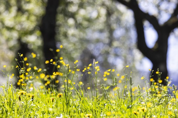 Flowering fruit trees in the orchards of the Swabian Alb, Weilheim an der Teck, Baden-Wuerttemberg,