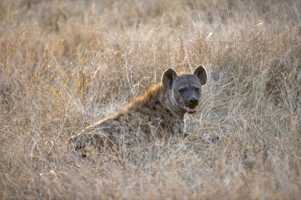 Spotted hyenas (Crocuta crocuta), adult female animal sitting in high grass in the evening light,