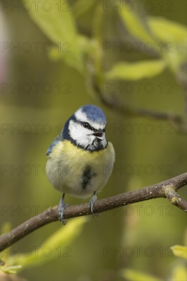 Blue tit (Cyanistes Caeruleus) adult bird singing on a Magnolia tree branch, England, United