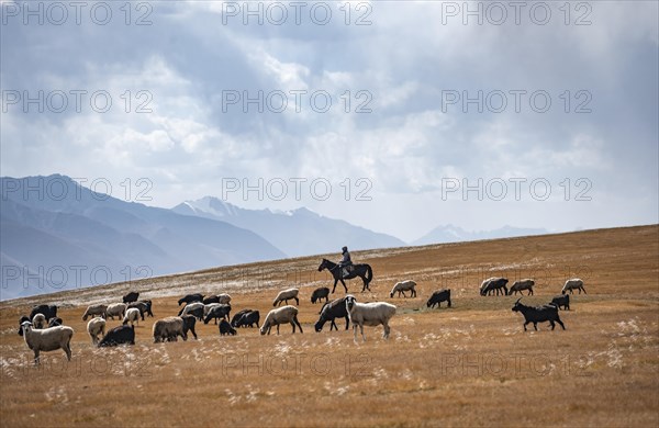 Nomadic life on a plateau, shepherd on horse, flock of sheep, dramatic high mountains, Tian Shan