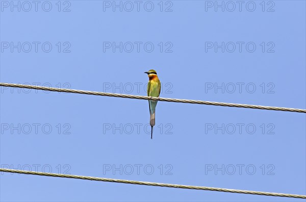 Blue-tailed bee-eater (Merops philippinus) against a blue sky, backwaters, Kumarakom, Kerala,