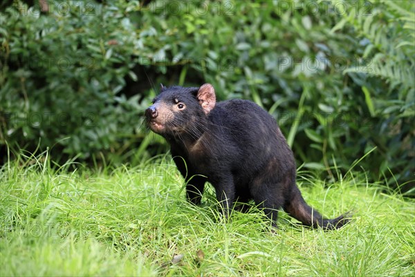Tasmanian devil (Sarcophilus harrisii), adult, vigilant, running, captive, Tasmania, Australia,