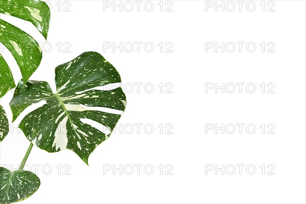 Leaves of sprinkled 'Monstera Deliciosa Thai Constellation' houseplant with fenestration on side of