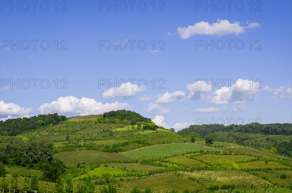 Vineyard of grapes in the Vale dos Vinhedos in Bento Goncalves, a gaucho wine