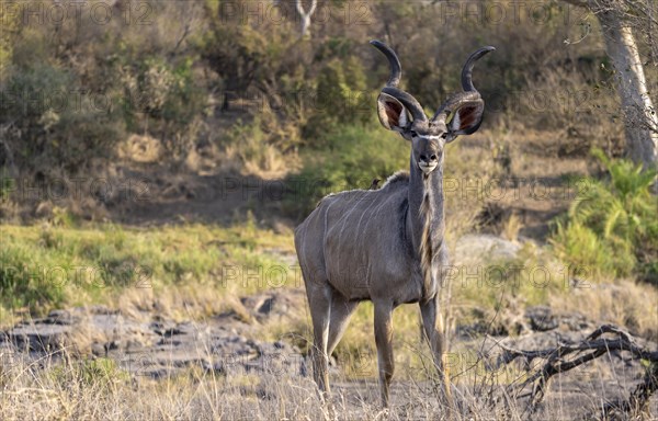 Greater kudu (Tragelaphus strepsiceros) in dry grass, adult male, Kruger National Park, South
